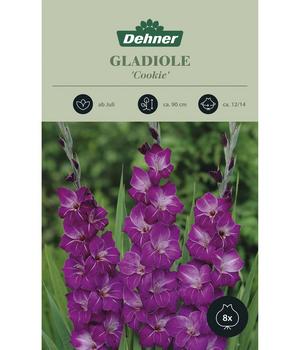 2 x Dehner Blumenzwiebel Gladiole 'Cookie', 8 Stk., Lila