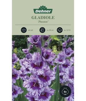 2 x Dehner Blumenzwiebeln Gladiole 'Passos', 8 Stk.