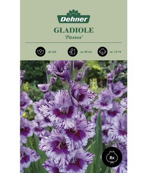 Dehner Blumenzwiebeln Gladiole 'Passos', 8 Stk.