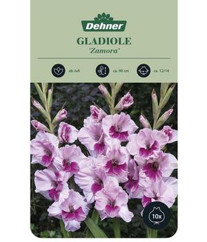 Dehner Blumenzwiebel Gladiole 'Zamora', 10 Stk.