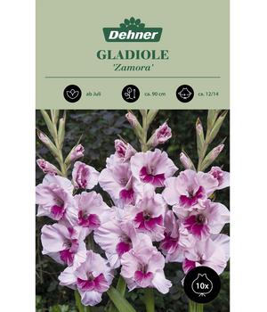 Dehner Blumenzwiebel Gladiole 'Zamora', 10 Stk.