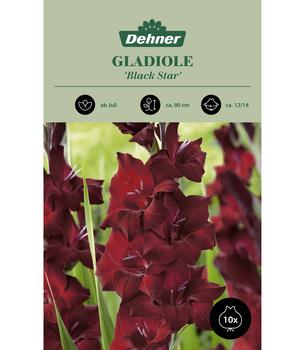 Dehner Blumenzwiebel Gladiole 'Black Star', 10 Stk.
