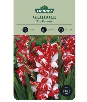 Dehner Blumenzwiebel Gladiole 'Koi Pursuit', 8 Stk.