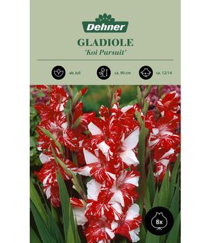 Dehner Blumenzwiebel Gladiole 'Koi Pursuit', 8 Stk.