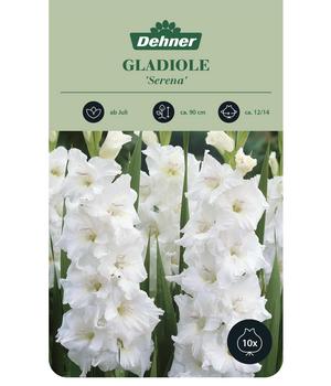 2 x Dehner Blumenzwiebel Gladiole 'Serena', 10 Stk., Weiß