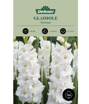 Dehner Blumenzwiebel Gladiole 'Serena', 10 Stk.