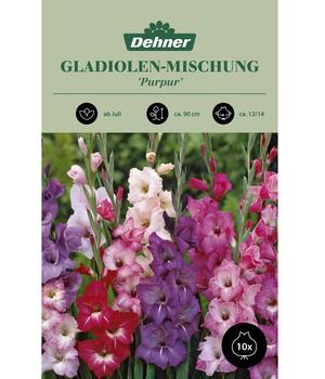 Dehner Blumenzwiebel Gladiolen-Mischung 'Purpur', 10 Stk.