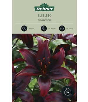 Dehner Blumenzwiebel Lilie 'Schwarz', 3 Stk.