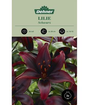 Dehner Blumenzwiebel Lilie 'Schwarz', 3 Stk.