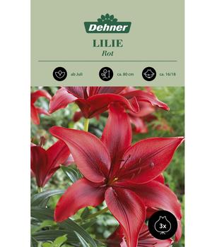 Dehner Blumenzwiebel Lilie 'Rot', 3 Stk.