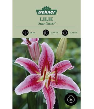 Dehner Blumenzwiebel Lilie 'Star Gazer', 3 Stk.