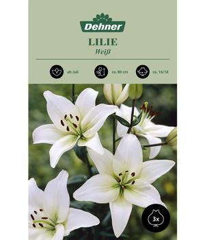 Dehner Blumenzwiebel Lilie 'Weiß', 3 Stk.