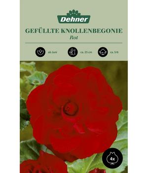 Dehner Blumenzwiebel Gefüllte Knollenbegonie 'Rot', 4 Stk.