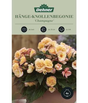 2 x Dehner Blumenzwiebel Hänge-Knollenbegonie 'Champagne', 4 Stk., Apricot