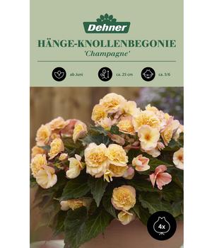 Dehner Blumenzwiebel Hänge-Knollenbegonie 'Champagne', 4 Stk.