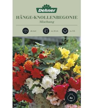 2 x Dehner Blumenzwiebel Hänge-Knollenbegonie Mischung, 4 Stk., Bunt