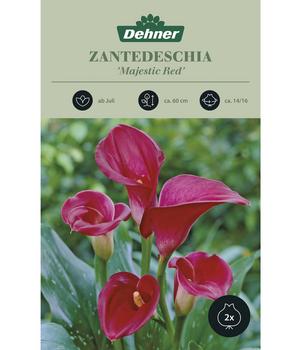 2 x Dehner Blumenzwiebel Zantedeschia 'Majestic Red', Stk., Dunkelrot