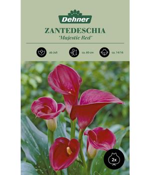 Dehner Blumenzwiebel Zantedeschia 'Majestic Red', 2 Stk.