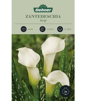 Dehner Blumenzwiebel Zantedeschia 'Weiß', 2 Stk.