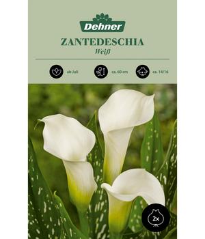 Dehner Blumenzwiebel Zantedeschia 'Weiß', 2 Stk.