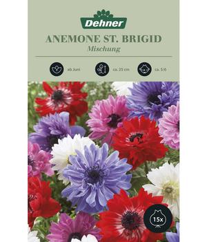 Dehner Blumenzwiebel Anemone 'St. Brigid' Mischung, 15 Stk.