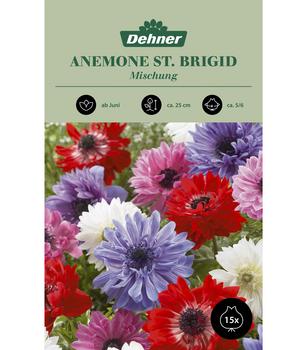 Dehner Blumenzwiebel Anemone 'St. Brigid' Mischung, 15 Stk.