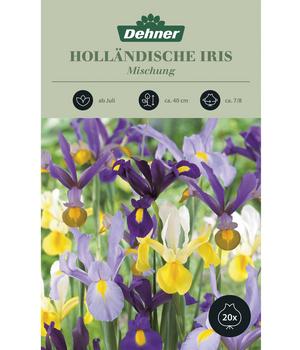 Dehner Blumenzwiebel Holländische Iris Mischung, 20 Stk.