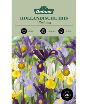 Dehner Blumenzwiebel Holländische Iris Mischung, 20 Stk.