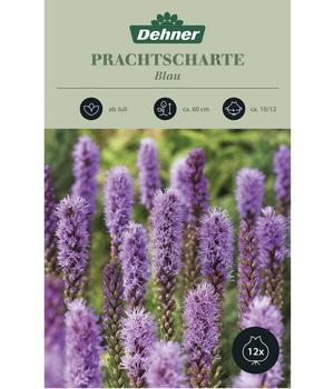 Dehner Blumenzwiebel Prachtscharte 'Blau', 12 Stk.