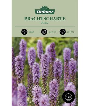 Dehner Blumenzwiebel Prachtscharte 'Blau', 12 Stk.