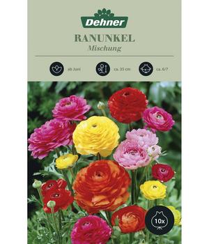 2 x Dehner Blumenzwiebel Ranunkel-Mischung, 10 Stk., Bunt