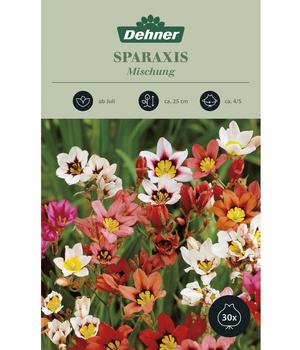 Dehner Blumenzwiebel-Mischung Sparaxis tricolor, 30 Stk.