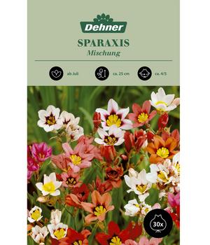 Dehner Blumenzwiebel-Mischung Sparaxis tricolor, 30 Stk.