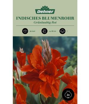 Dehner Blumenzwiebel Indisches Blumenrohr 'Grünlaubig Rot', 2 Stk.