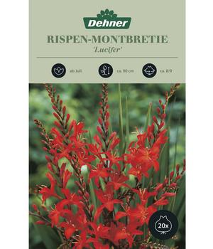 Dehner Blumenzwiebel Rispen-Montbretie 'Lucifer', 20 Stk.