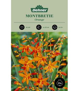 Dehner Blumenzwiebel Montbretie 'Orange', 25 Stk.