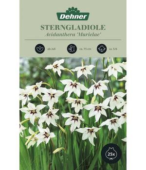 2 x Dehner Blumenzwiebel Sterngladiole 'Acidanthera Murielae', 25 Stk., Weiß