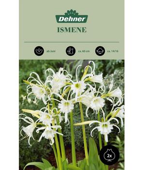 Dehner Blumenzwiebel Ismene, 2 Stk.