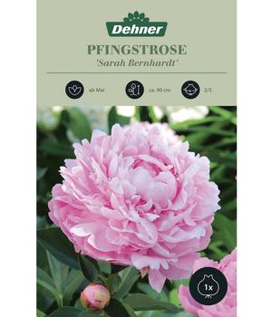 Dehner Blumenzwiebel Pfingstrose 'Sarah Bernhardt', 1 Stk.