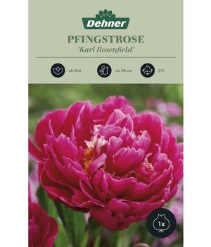 2 x Dehner Blumenzwiebel Pfingstrose 'Karl Rosenfield', 1 Stk., Pink