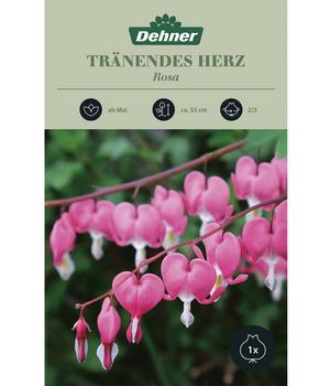 Dehner Blumenzwiebel Tränendes Herz 'Rosa', 1 Stk.