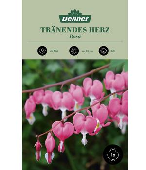 Dehner Blumenzwiebel Tränendes Herz 'Rosa', 1 Stk.