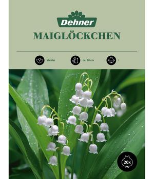 Dehner Blumenzwiebel Maiglöckchen, 20 Stk.