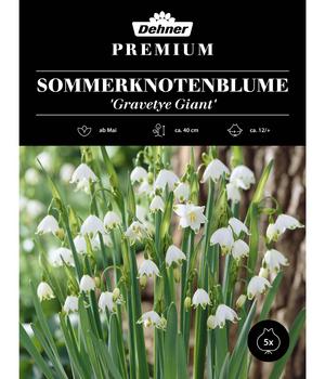 Dehner Premium Blumenzwiebel Sommerknotenblume 'Gravetye Giant', 5 Stk.