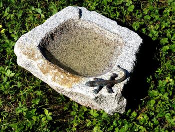 Rottenecker Granit-Vogeltränke mit Eidechse