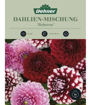 Dehner Blumenzwiebel Dahlien- Mischung 'Rebecca', 3 Stk., Rot / Rosa Weiß