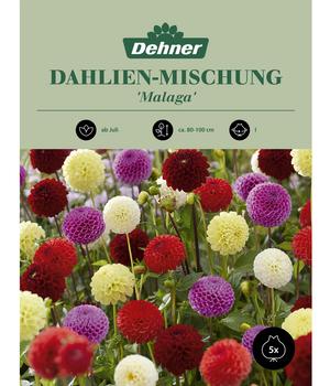 Dehner Blumenzwiebel Dahlien-Mischung 'Malaga', 5 Stk.
