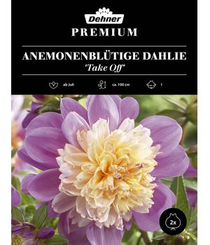 Dehner Premium Blumenzwiebel Anemonenblütige Dahlie 'Take Off', 2 Stk.