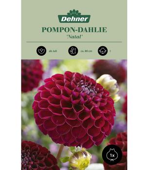 Dehner Blumenzwiebel Pompon-Dahlie 'Natal', 1 Stk.