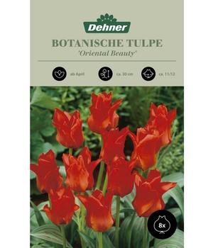 2 x Dehner Botanische Tulpe 'Oriental Beauty', 8 Stk., Hellrot